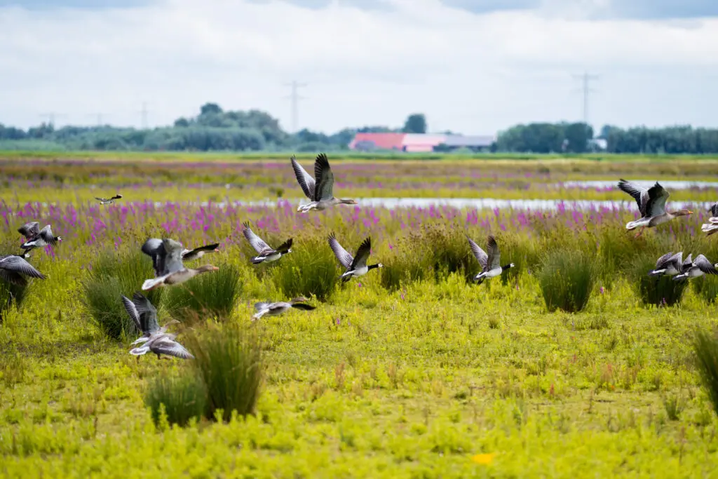 Biesbosch